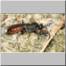 Barichneumon bilunulatus - Schlupfwespe w117a 10mm fdet02b-Joel Valemberg.jpg